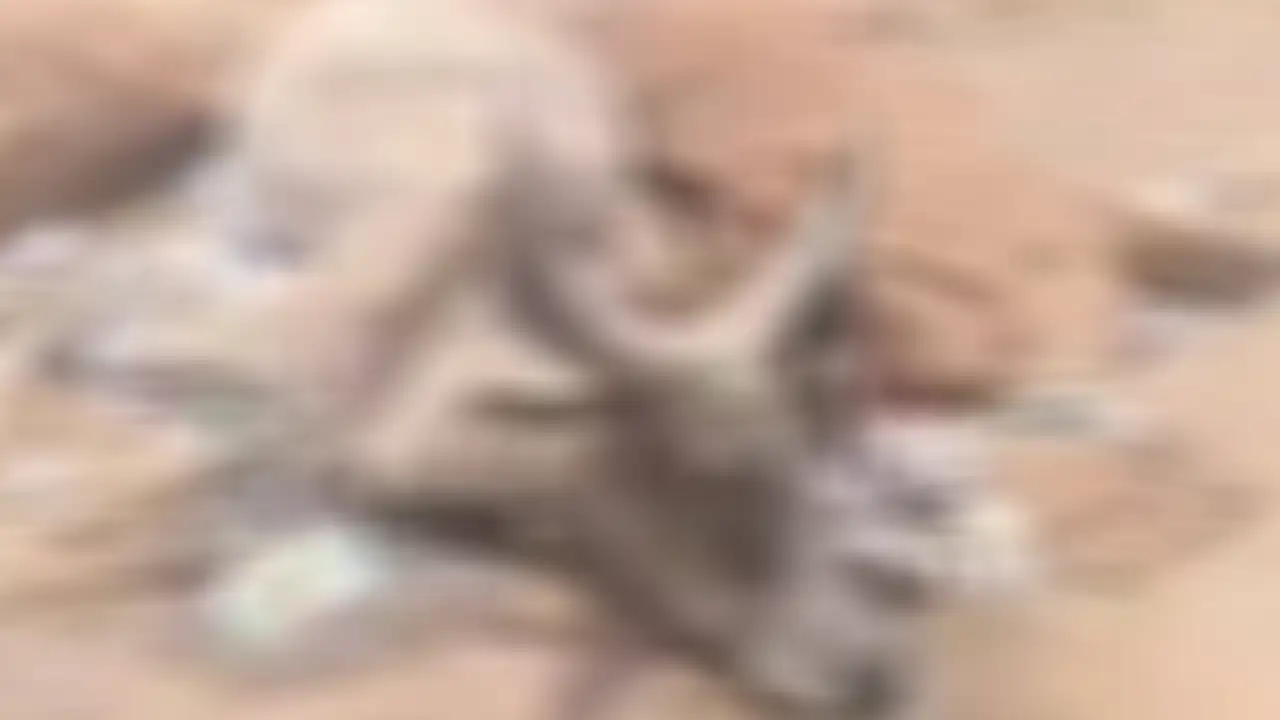 Disturbing visuals from a dumping yard near Jaisalmer show hundreds of dead cows allegedly left in the open, sparking outrage after videos surfaced online.