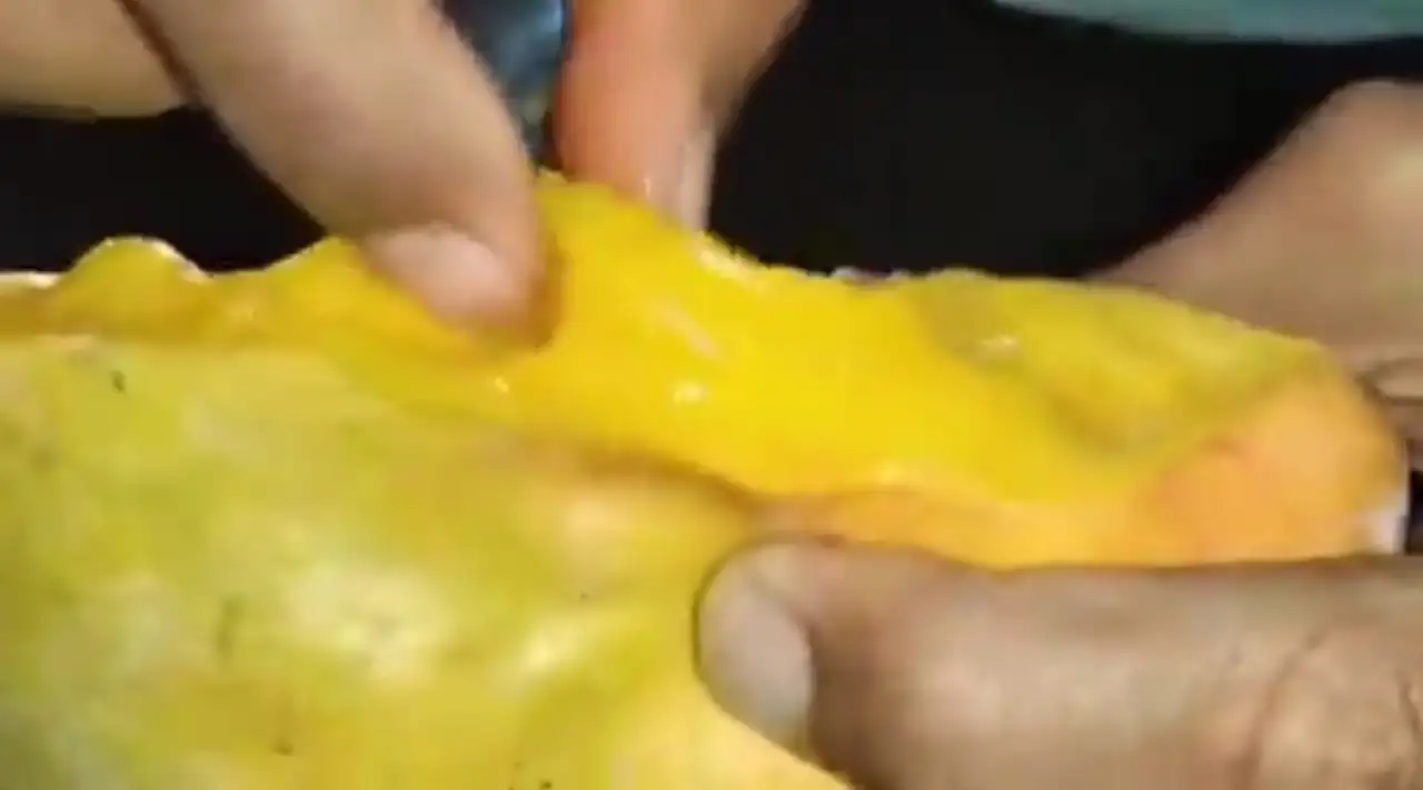 Mangoes used for juice extraction were found heavily rotten, worm-eaten & visibly infested with fungus and insects, reports says